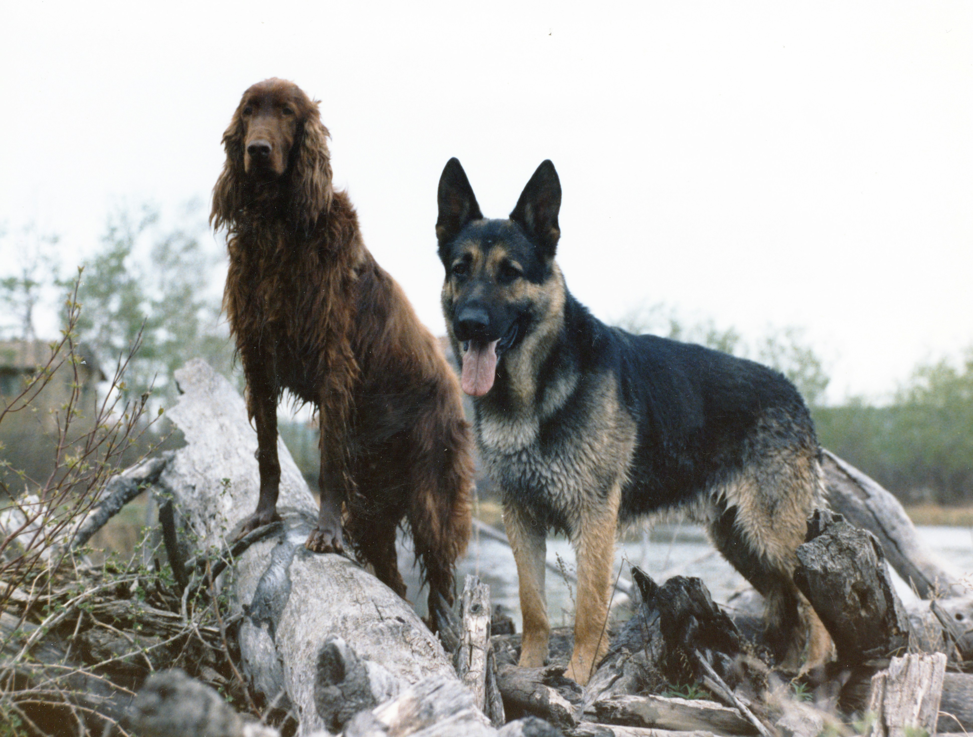 senior and a companion looking at a photo album - dementia home care